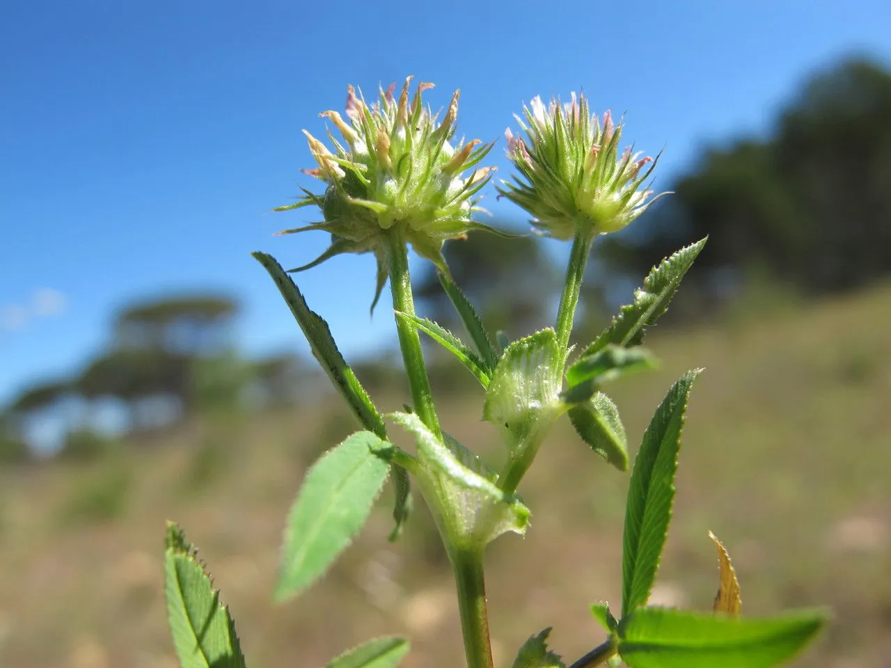 Upright clover (Trifolium strictum, Cent. Pl. I: 24 (1755))