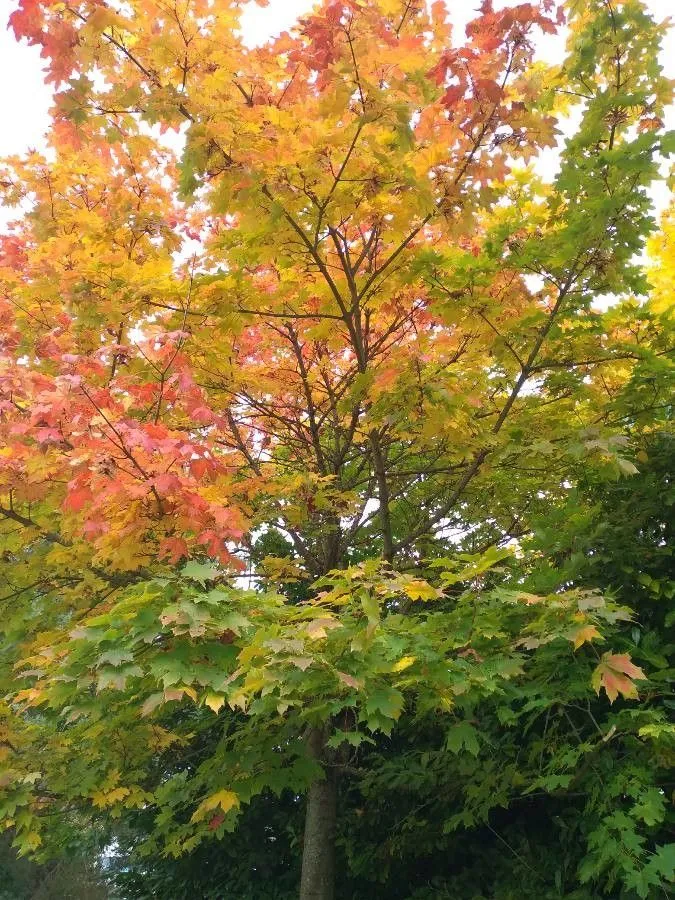 Sugar maple (Acer saccharum, Arbust. Amer.: 4 (1785))