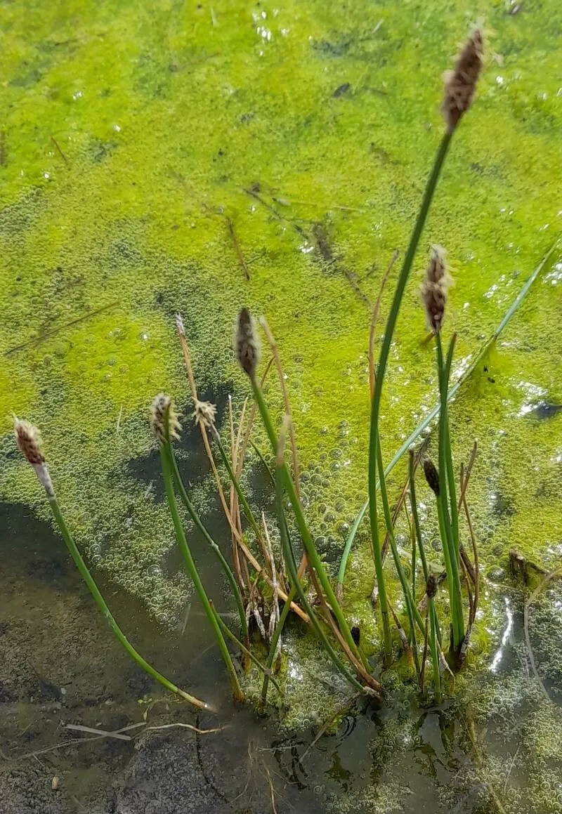 Pale spikerush (Eleocharis macrostachya, J.K.Small, Fl. S.E. U.S.: 184 (1903))