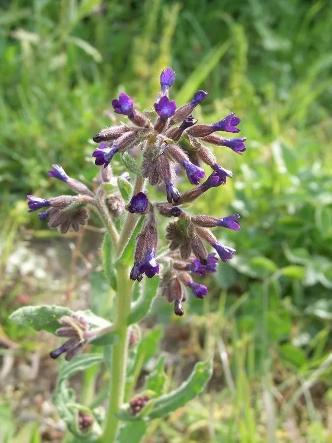 Undulate alkanet (Anchusa undulata, Sp. Pl.: 133 (1753))