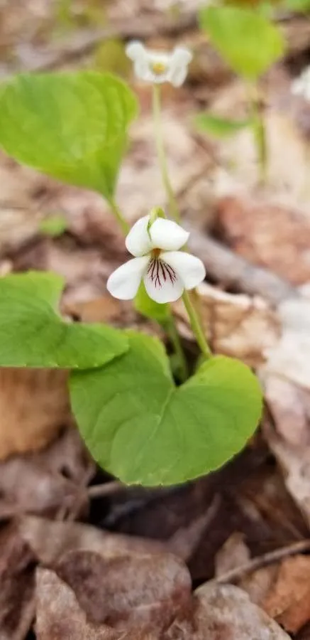 Northern white violet (Viola renifolia, Proc. Amer. Acad. Arts 8: 288 (1870))