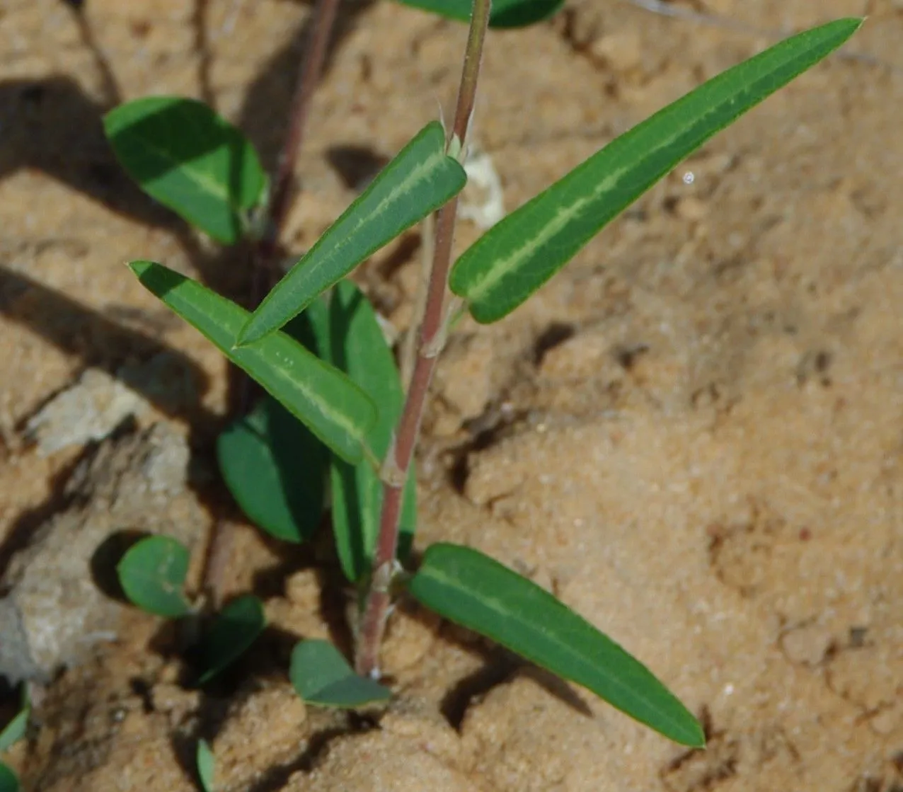 Alyce clover (Alysicarpus ovalifolius, Bull. Jard. Bot. État Bruxelles 24: 88 (1954))