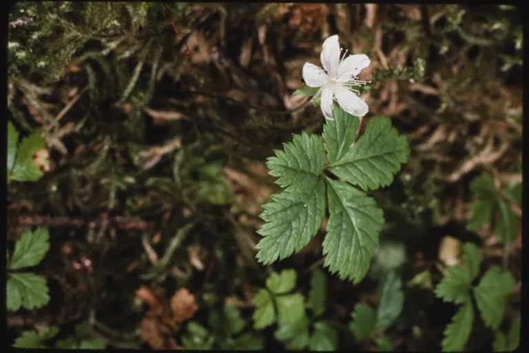 Strawberryleaf raspberry (Rubus pedatus, Pl. Icon. Ined. 3: t. 63 (1791))