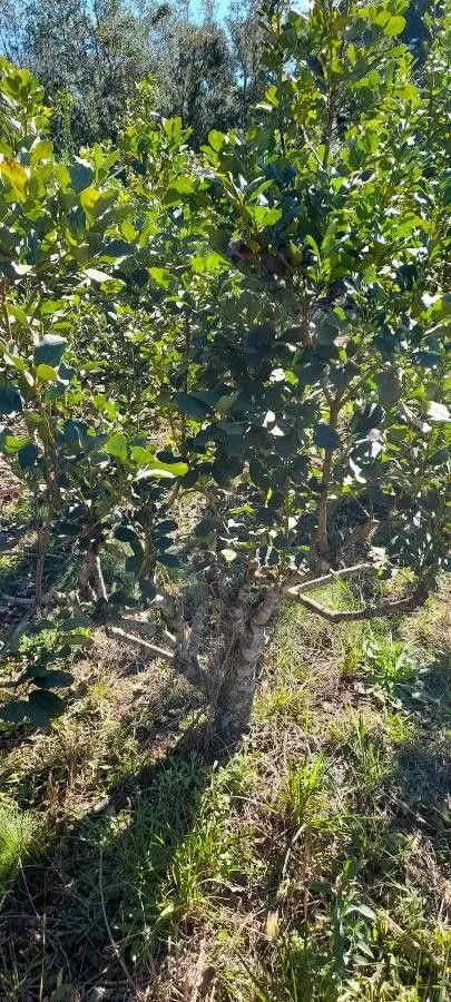 Brazilian-tea (Ilex paraguariensis, Mém. Mus. Hist. Nat. 9: 351 (1822))