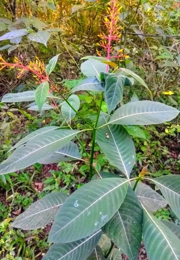 Showy cappel (Palicourea guianensis, Hist. Pl. Guiane : 173 1775)