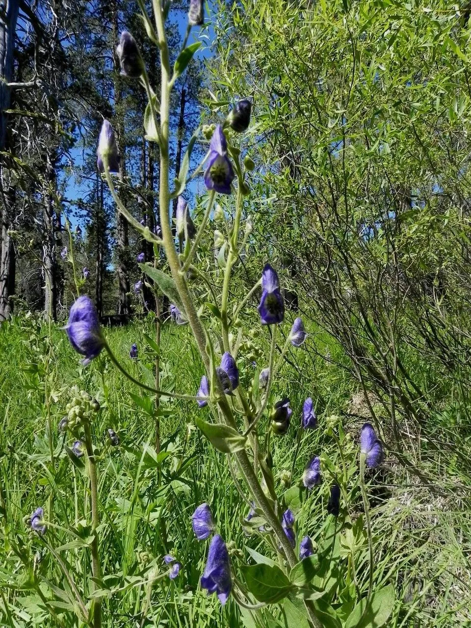 Columbia aconite (Aconitum columbianum, J.Torrey & A.Gray, Fl. N. Amer. 1: 34 (1838))