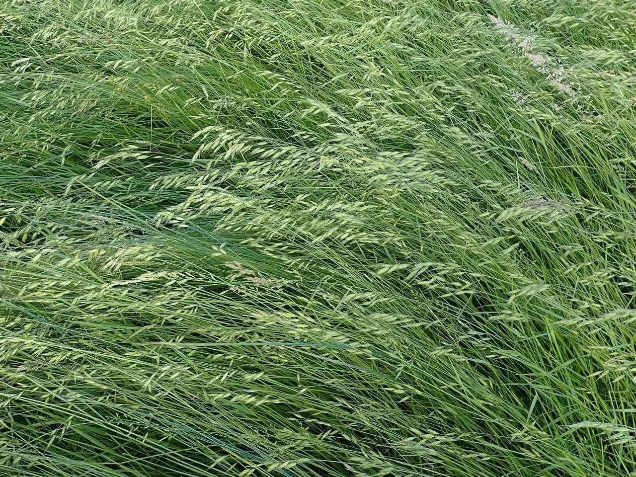 Hairy chess (Bromus commutatus, Fl. Germ.: 353 (1806))