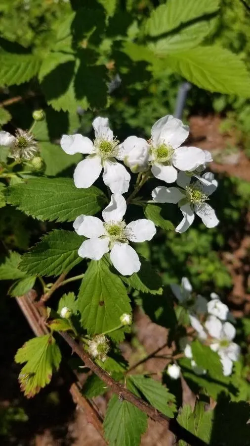 Sawtooth blackberry (Rubus argutus, Enum. Hort. Berol. Alt. 2: 60 (1822))