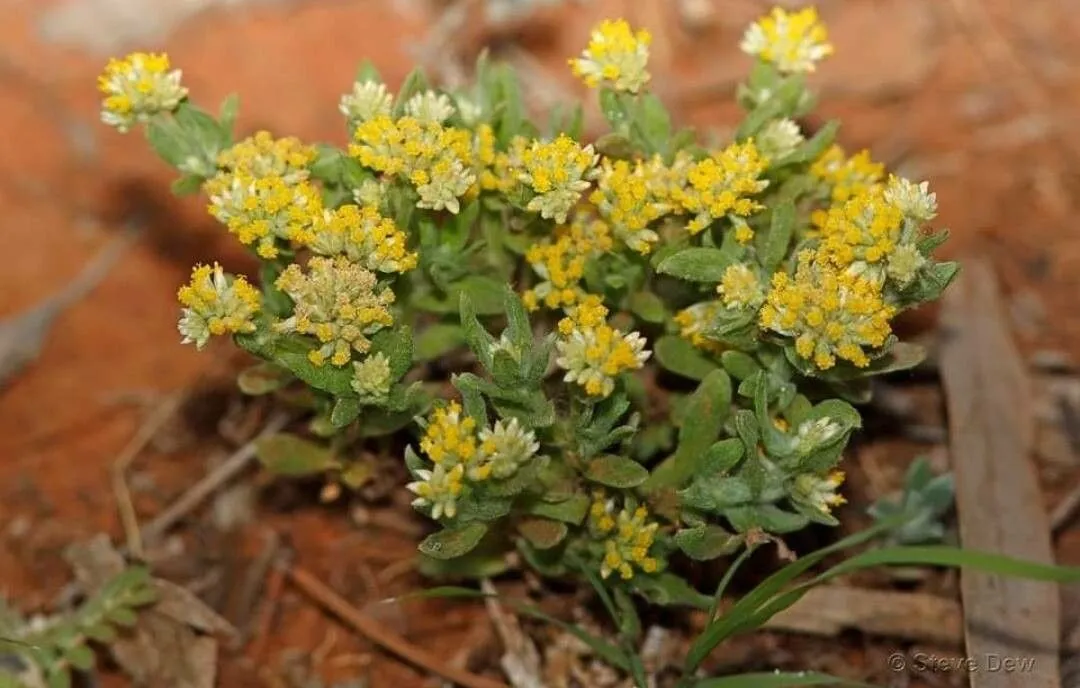 Musk sunray (Rhodanthe moschata, Nuytsia 8(3): 385 (1992))