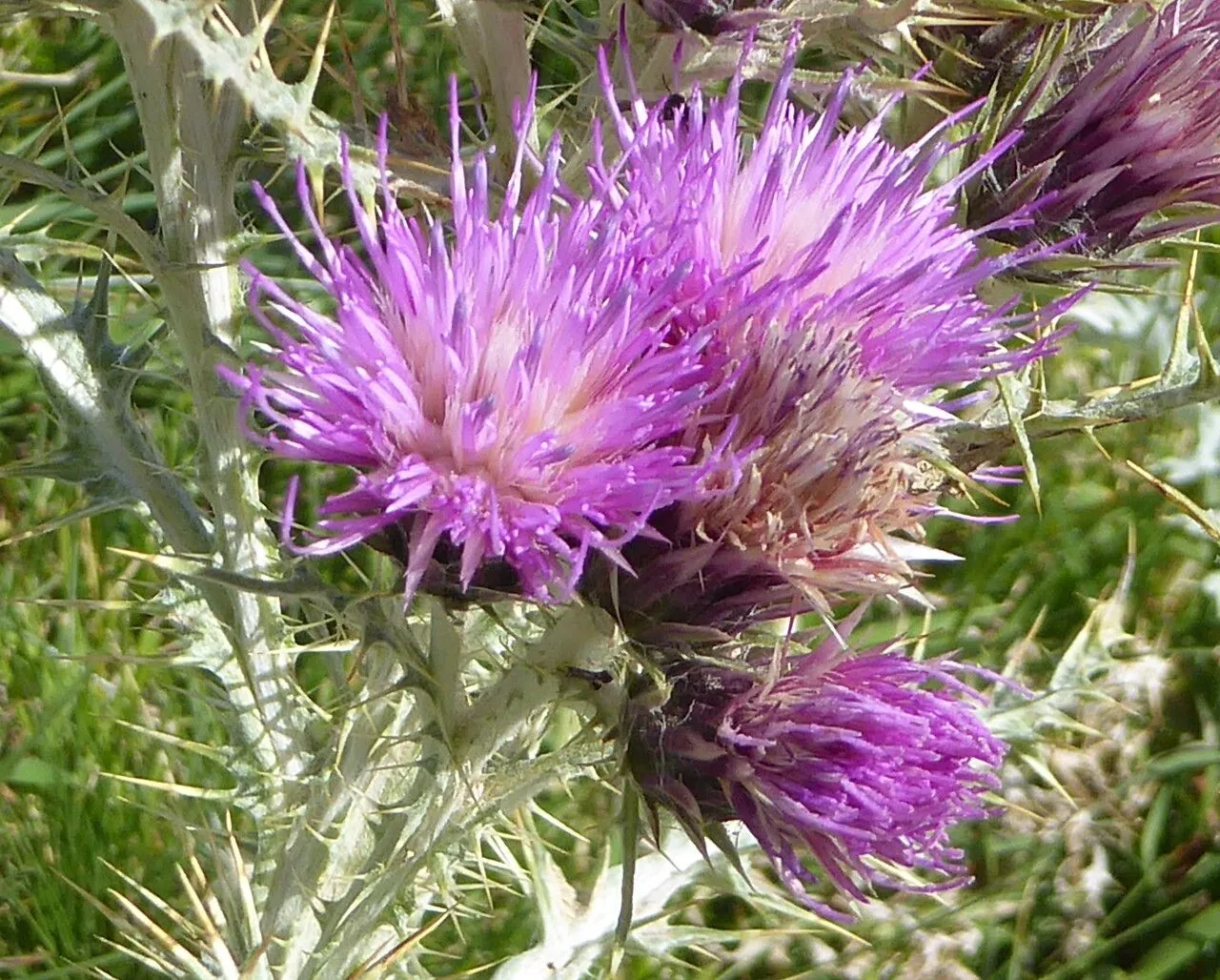 Pyrenean thistle (Carduus carlinoides, Ill. Observ. Bot.: 62 (1773))