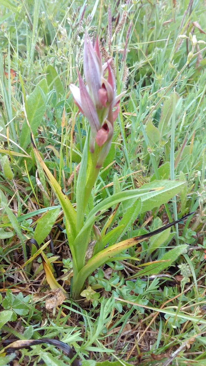 Small-flowered serapias (Serapias parviflora, Giorn. Sci. Sicilia 59: 66 (1837))