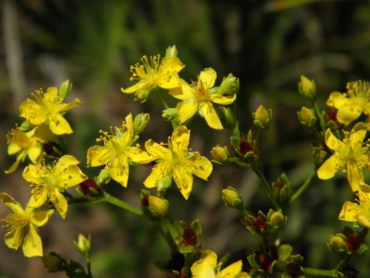 Round-pod st. john’s-wort (Hypericum cistifolium, Encycl. 4: 158 (1797))