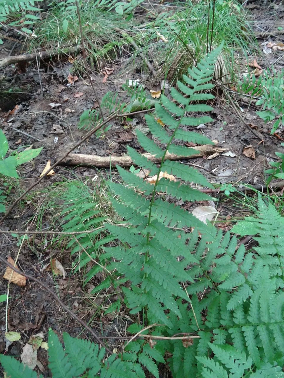 Clinton’s woodfern (Dryopteris clintoniana, 1: 64 (1906))