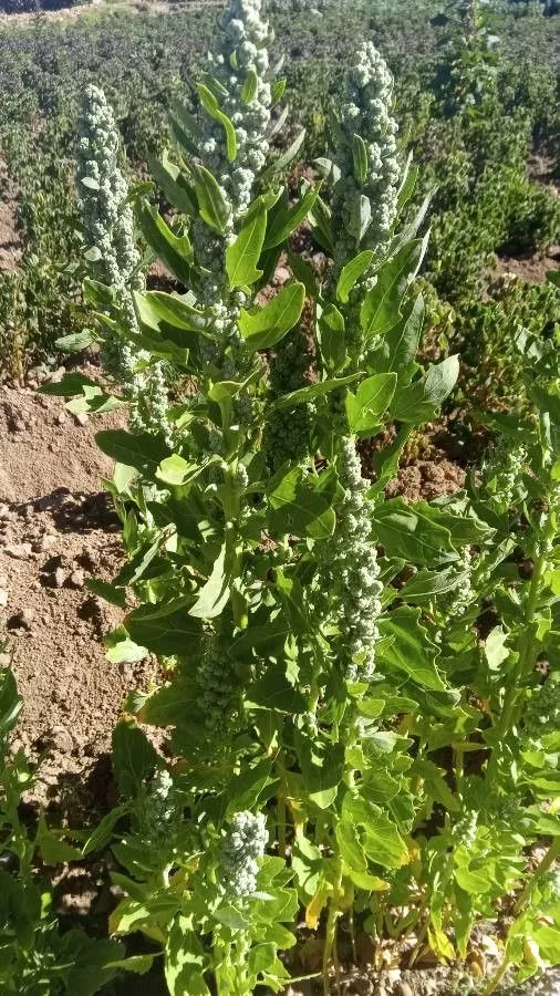 Quinoa (Chenopodium quinoa, Sp. Pl., ed. 4, 1: 1301 (1798))