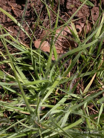 California oat grass (Danthonia californica, Proc. Calif. Acad. Sci. 2: 182 (1863))