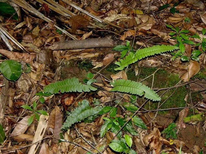 Woodland necklace fern (Lindsaea lancea, 6: 292 (1876))