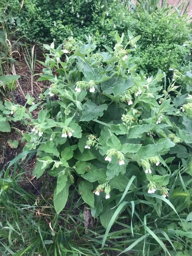 White comfrey (Symphytum orientale, Sp. Pl.: 136 (1753))