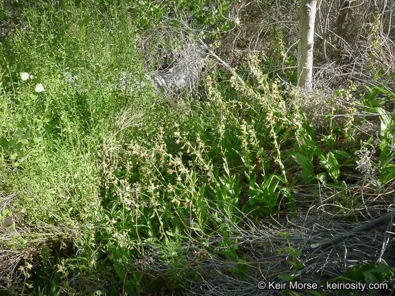 Stream orchid (Epipactis gigantea, Fl. Bor.-Amer. 2: 202 (1839))