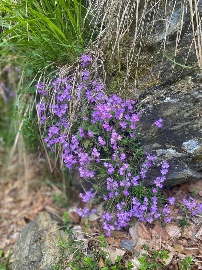 Alpine balsam (Erinus alpinus, Sp. Pl.: 630 (1753))