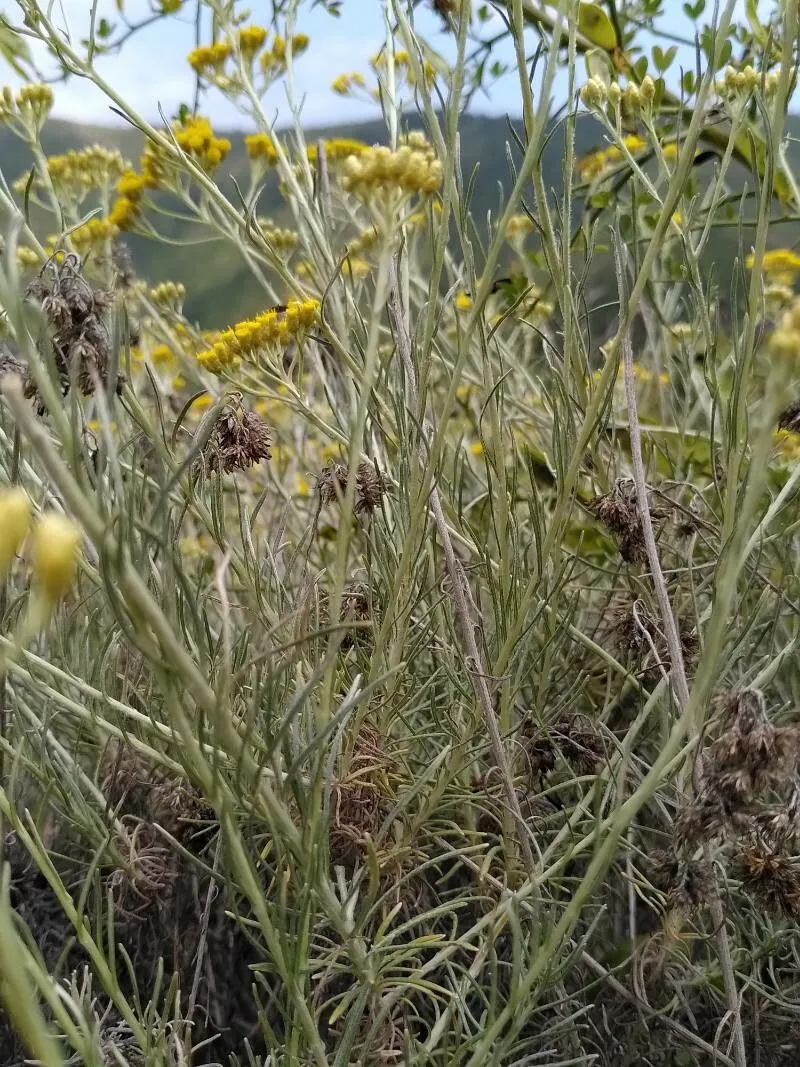 Curryplant (Helichrysum italicum, Hort. Brit.: 342 (1830))