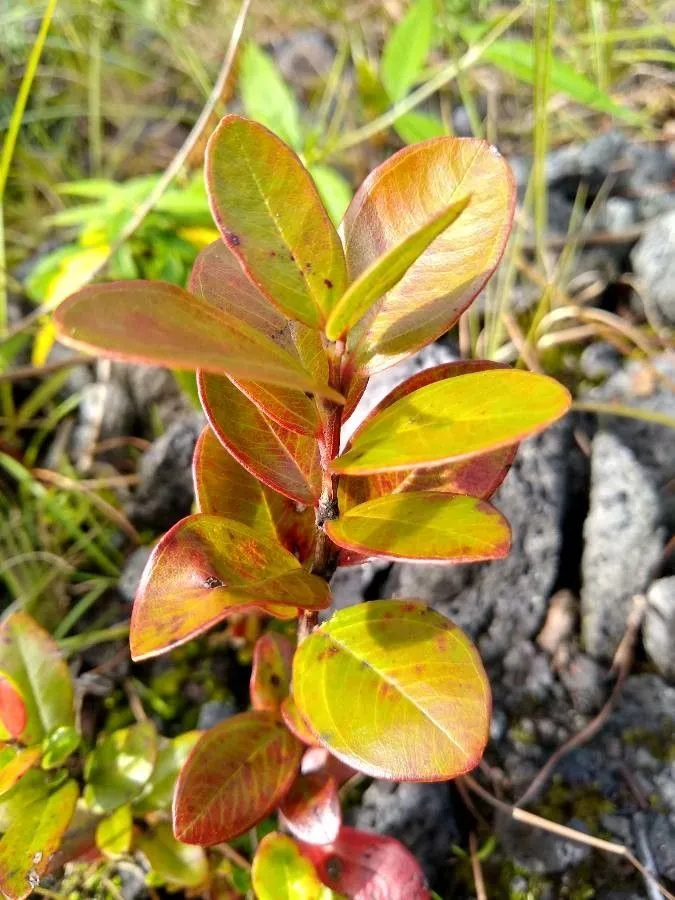 ‘ohi’a lehua (Metrosideros polymorpha, Voy. Uranie: 482 (1830))