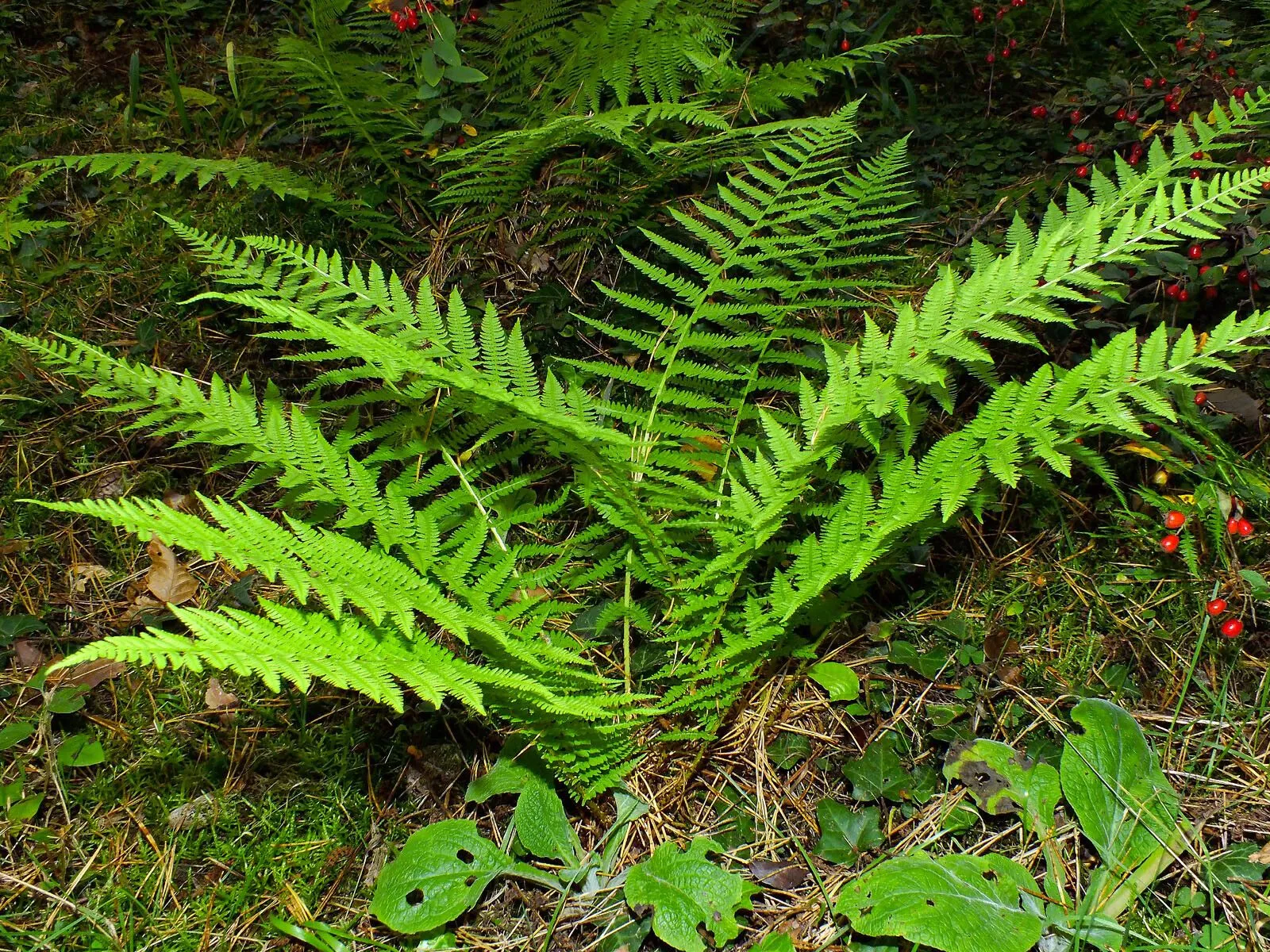 Silver false spleenwort (Deparia acrostichoides, Ann. Carnegie Mus. 49: 177 (1980))