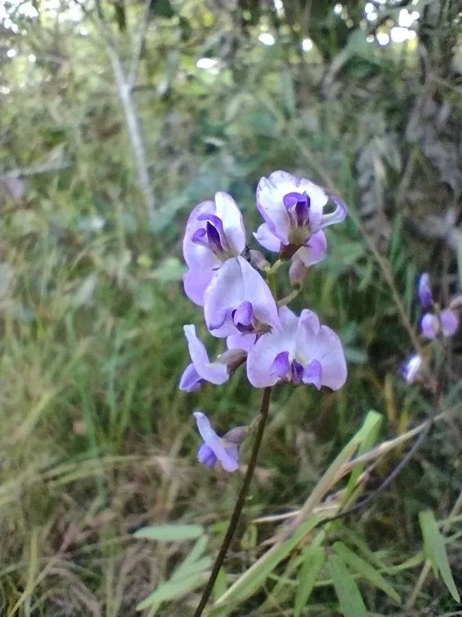 Small-leaf glycine (Glycine microphylla, Brunonia 9: 181 (1987))