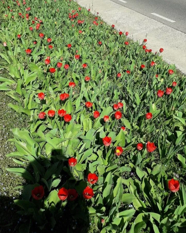 Gesner’s tulip (Tulipa gesneriana, Sp. Pl.: 306 (1753))