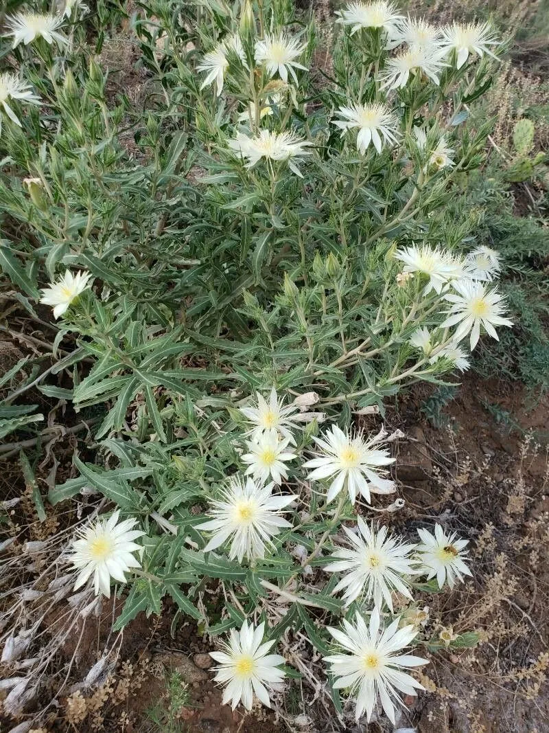 Adonis blazingstar (Mentzelia multiflora, Mem. Amer. Acad. Arts, n.s., 4: 48 (1849))