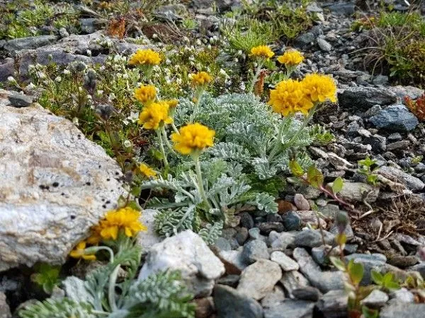 Grey ragwort (Jacobaea incana, Compositae Newslett. 44: 7 (2006))