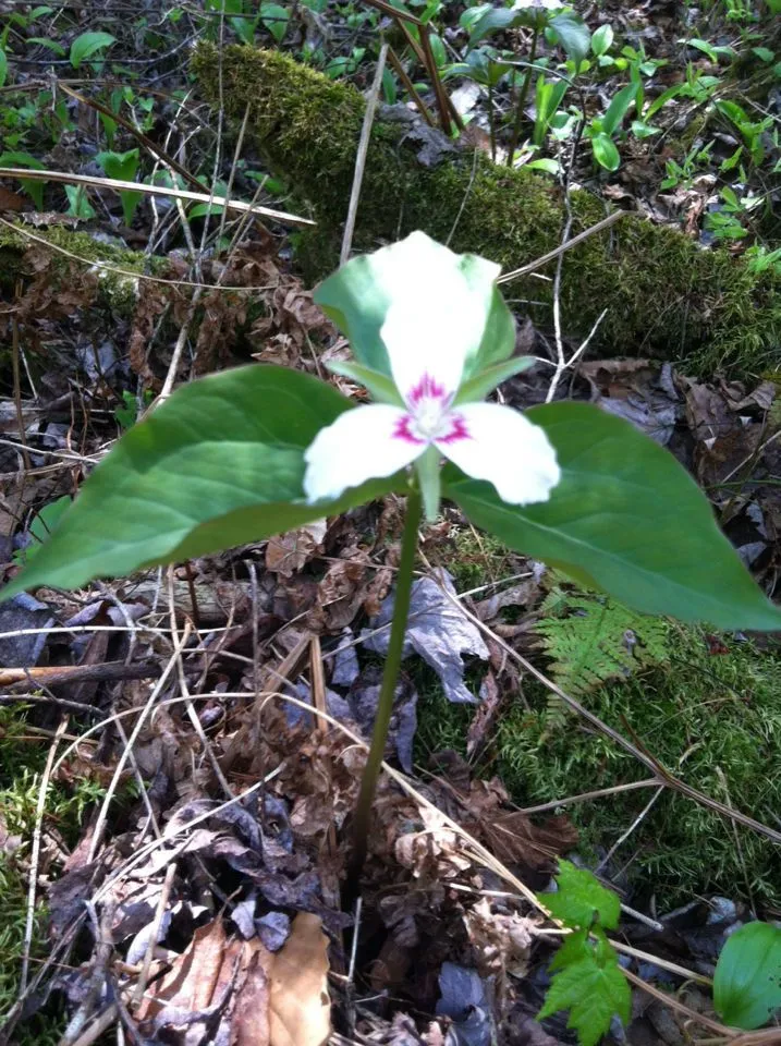 Paint trillium (Trillium undulatum, Neue Schriften Ges. Naturf. Freunde Berlin 3: 442 (1801))