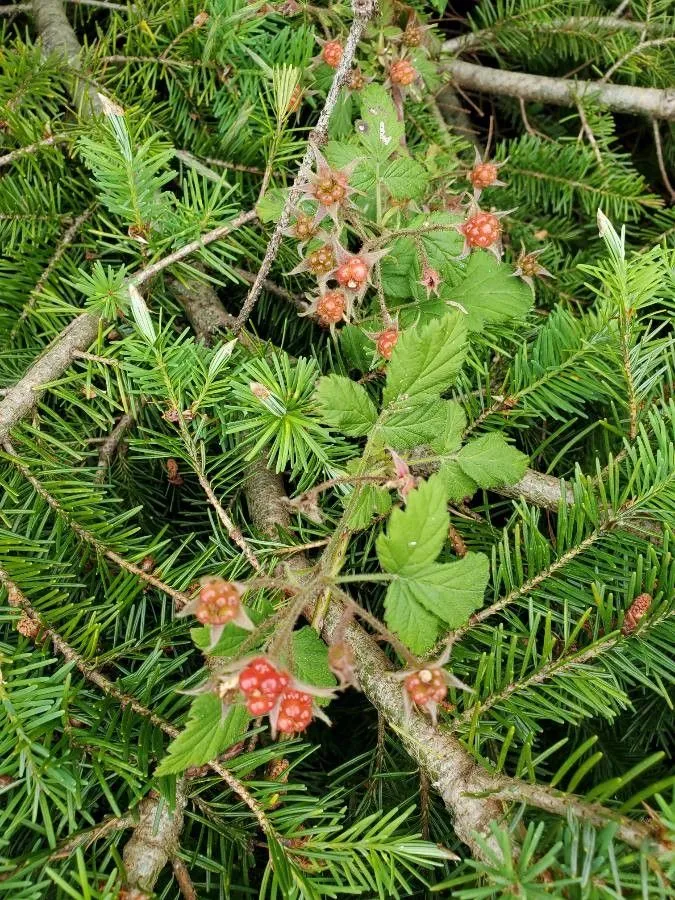 Japanese raspberry (Rubus parvifolius, Sp. Pl.: 1197 (1753))