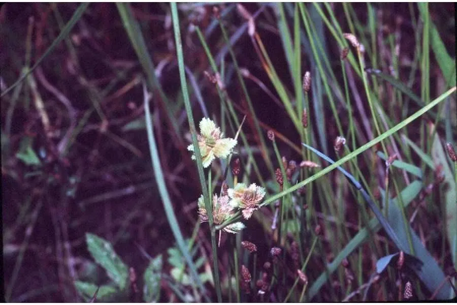 Marsh flat sedge (Cyperus pseudovegetus, Syn. Pl. Glumac. 2: 24 (1854))