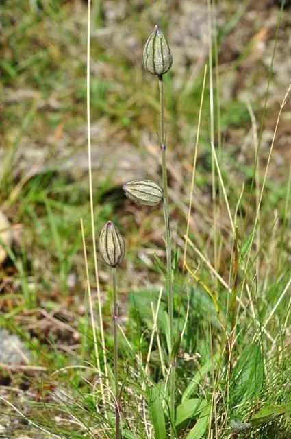 Polar campion (Silene uralensis, Candollea 22: 25 (1967))