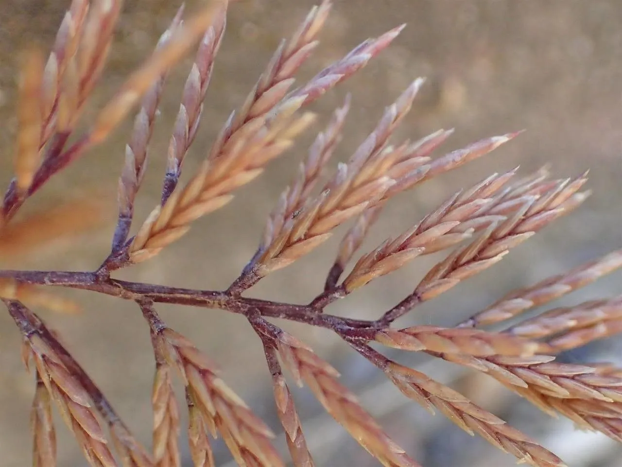 Fern grass (Catapodium rigidum, J.G.Dony, Fl. Bedfordshire: 437 (1953))