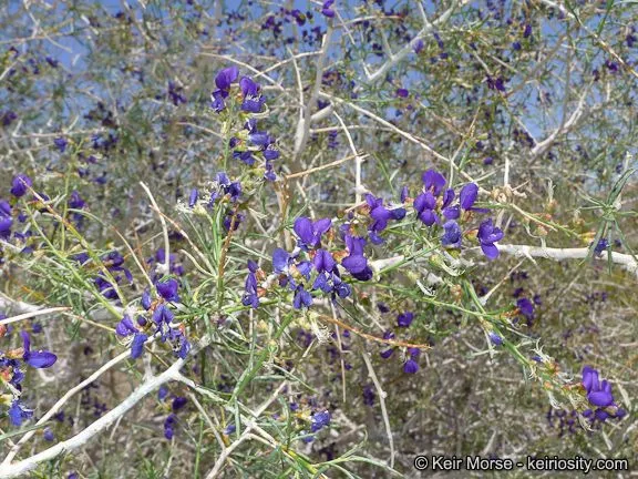 Schott’s dalea (Psorothamnus schottii, Mem. New York Bot. Gard. 27: 31 (1977))