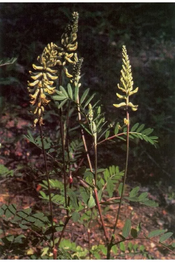 Canada milk-vetch (Astragalus canadensis, Sp. Pl.: 757 (1753))