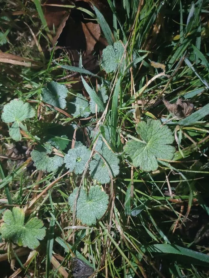 Silvery cranesbill (Geranium argenteum, Cent. Pl. II: 25 (1756))