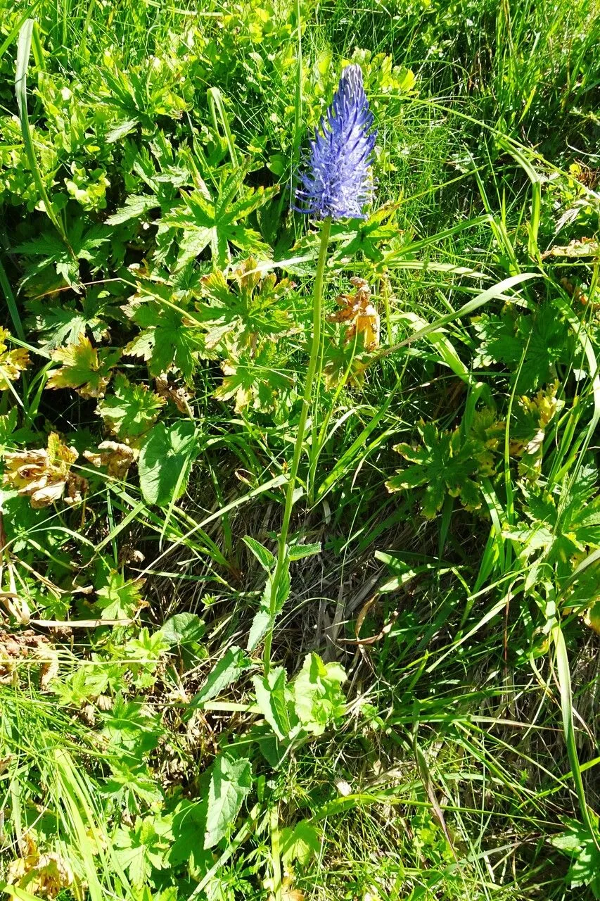 Spiked rampion (Phyteuma spicatum, Sp. Pl.: 171 (1753))