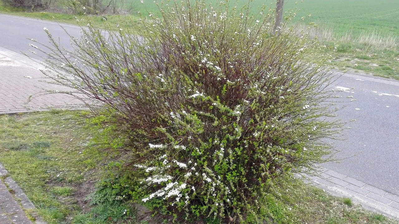 Iberian spirea (Spiraea hypericifolia, Sp. Pl.: 489 (1753))