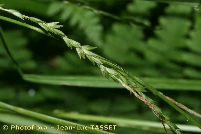 Thin-spiked wood sedge (Carex strigosa, Fl. Angl., ed. 2: 411 (1778))