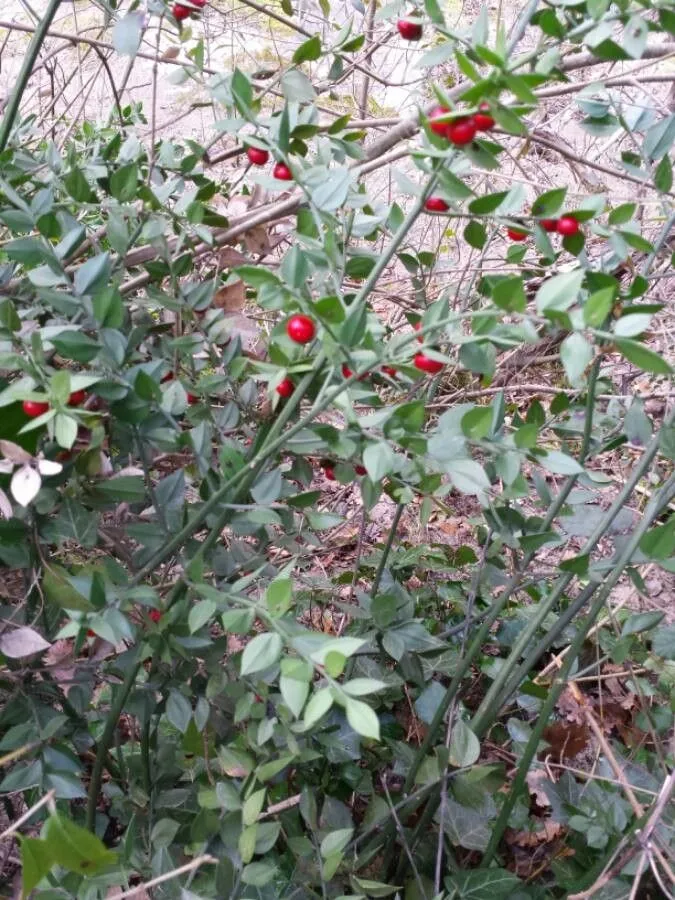 Box-holly (Ruscus aculeatus, Sp. Pl.: 1041 (1753))