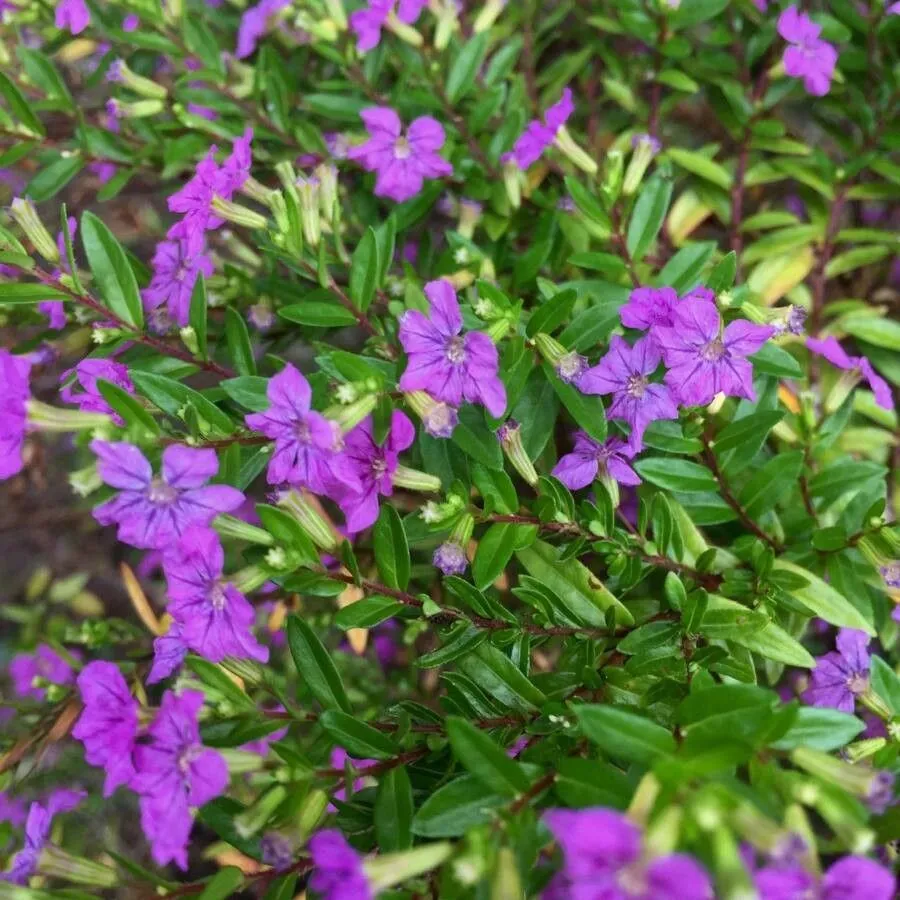 Mexican-heather (Cuphea hyssopifolia, F.W.H.von Humboldt, A.J.A.Bonpland & C.S.Kunth, Nov. Gen. Sp. 6: 199 (1824))