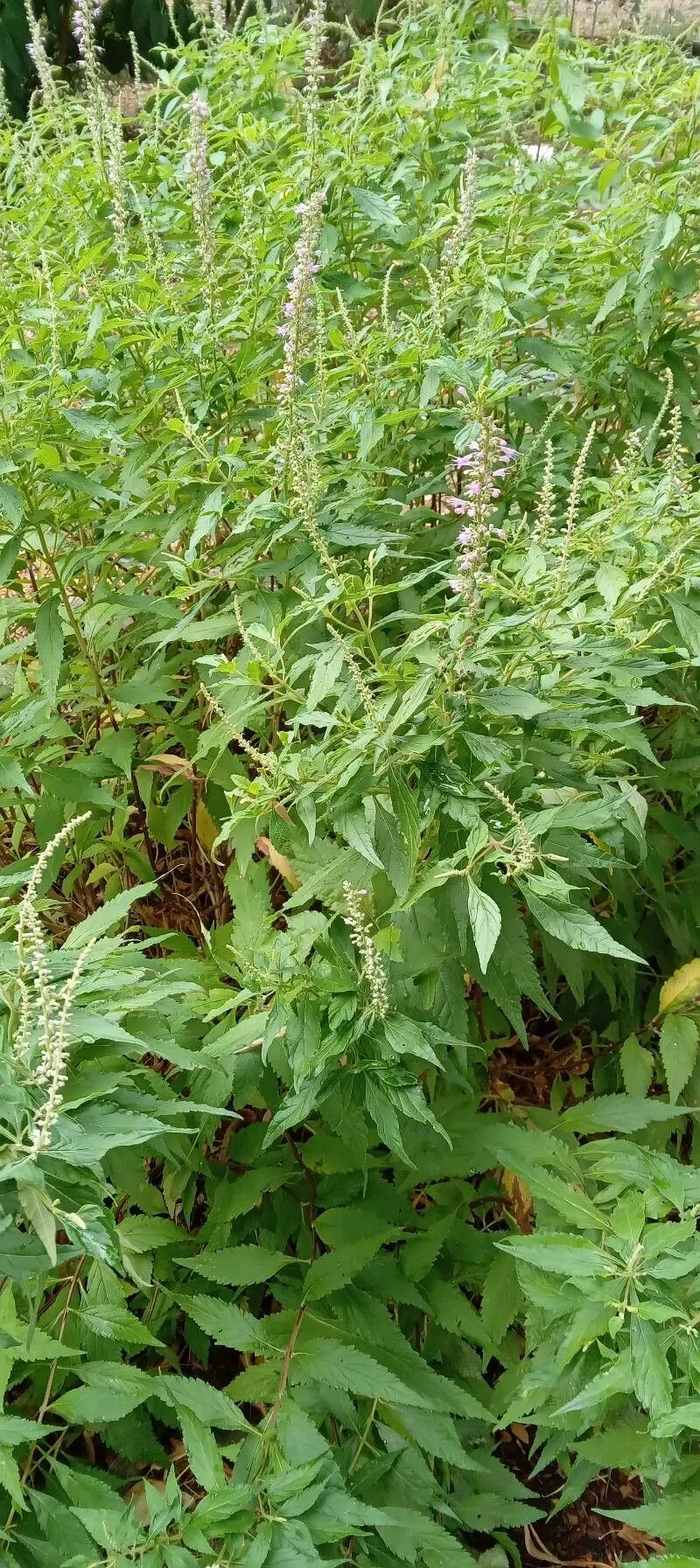 American germander (Teucrium canadense, Sp. Pl.: 564 (1753))