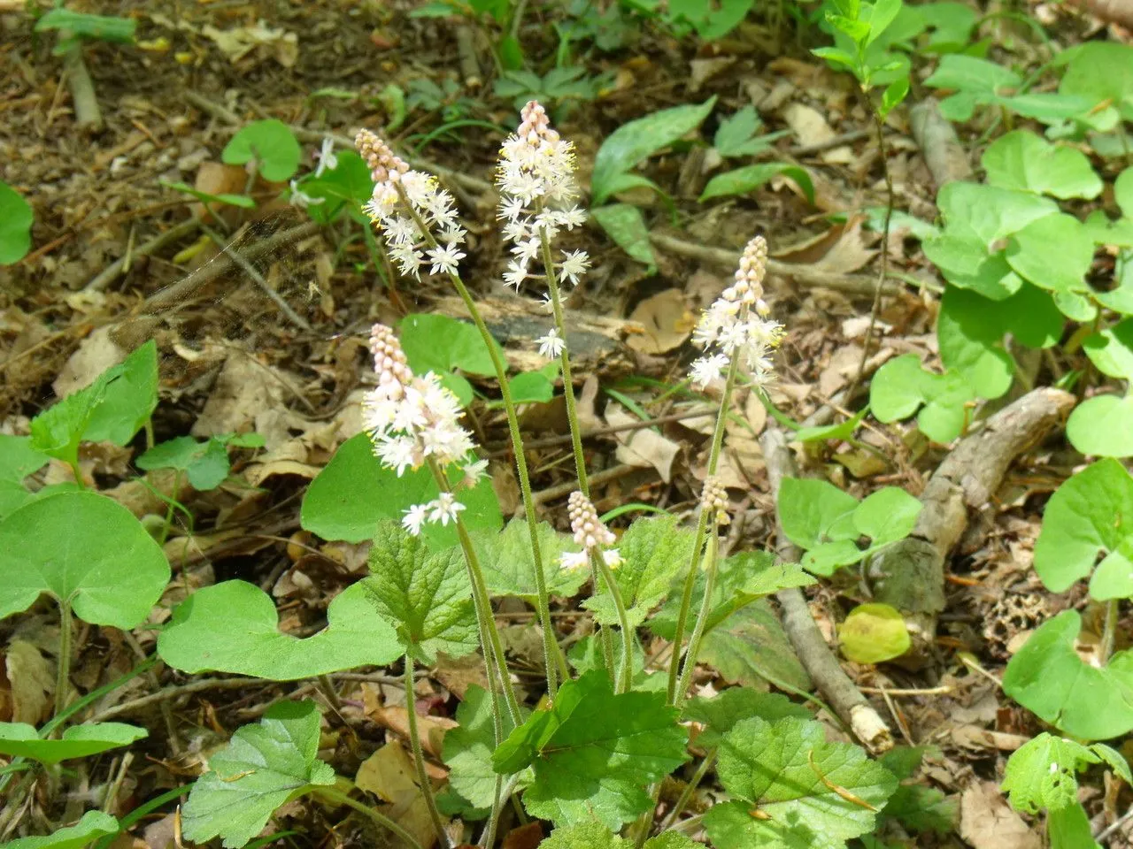 Heart-leaf foamflower (Tiarella cordifolia, Sp. Pl.: 405 (1753))