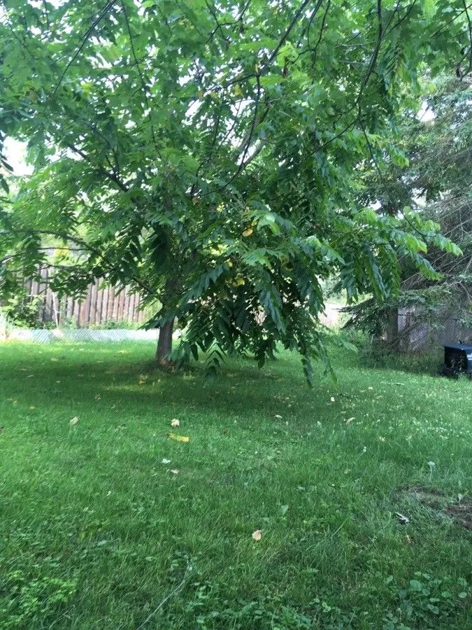 White walnut (Juglans cinerea, Syst. Nat. ed. 10, 2: 1272 (1759))