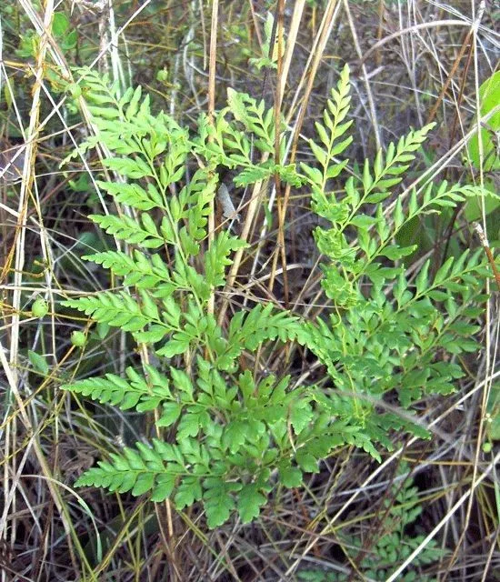 Pine fern (Anemia adiantifolia, Syn. Fil.: 157 (1806))