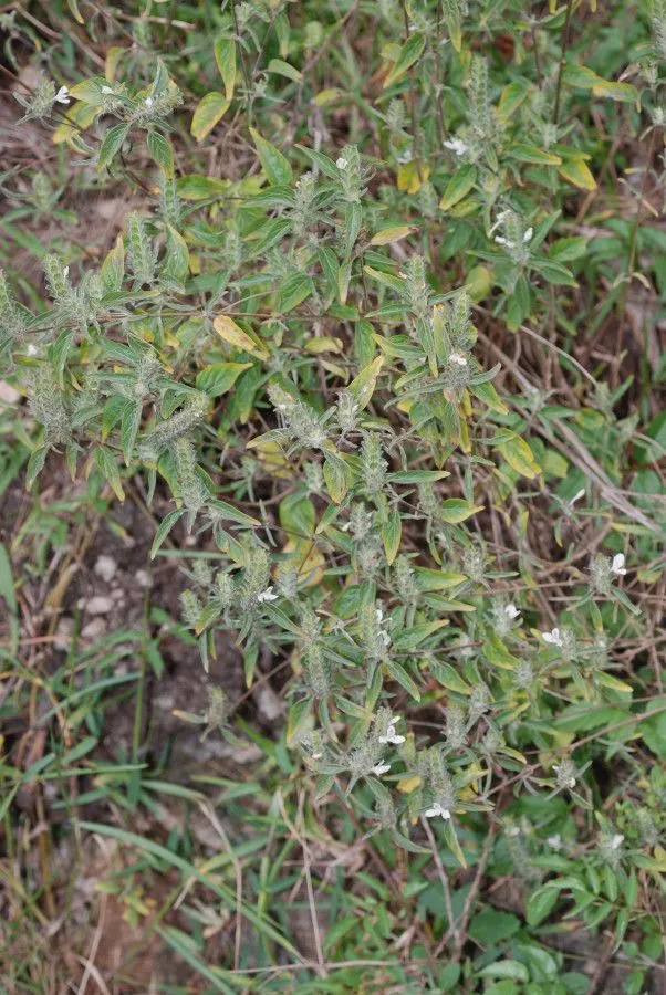 Hairy fournwort (Tetramerium nervosum, G.Bentham, Bot. Voy. Sulphur: 148 (1846))