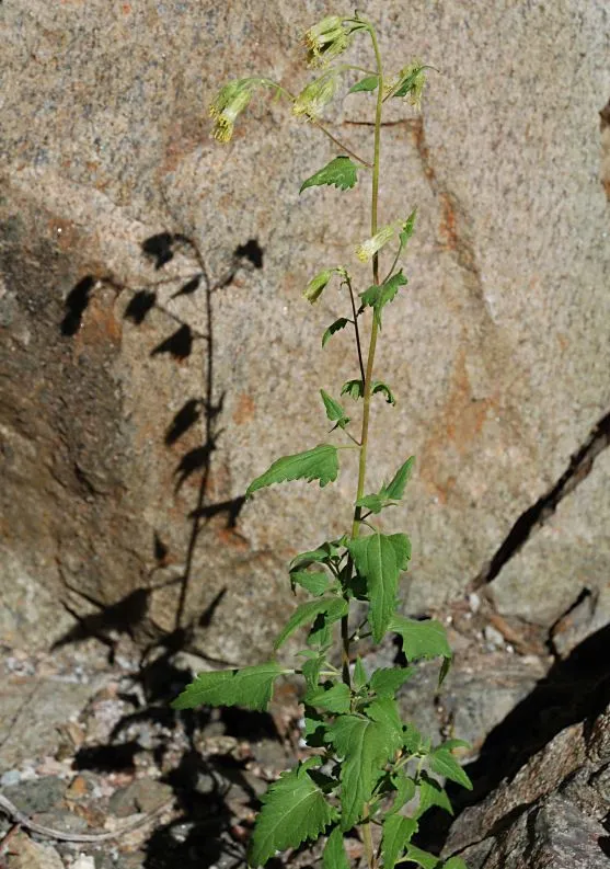 Tasselflower brickellbush (Brickellia grandiflora, Trans. Amer. Philos. Soc., ser. 2, 7: 287 (1840))