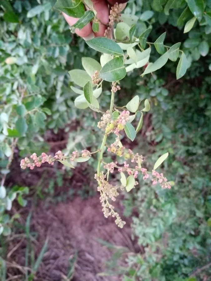 Potato-bush (Phyllanthus reticulatus, J.B.A.M.de Lamarck, Encycl. 5: 298 (1804))